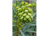 Wulfenov mleček (Euphorbia wulfenii)
